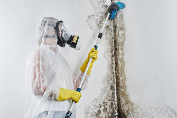 Best DIY Mold Remediation Support Services in Unalaska, AK