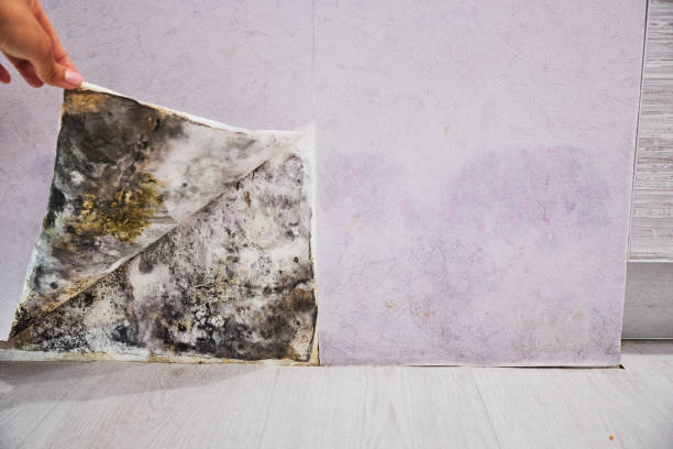 Best Localized Mold Remediation (e.g., coastal areas, humid climates) in Unalaska, AK